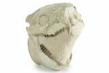 Fossil Oreodont (Merycoidodon) Skull - South Dakota #351743-2